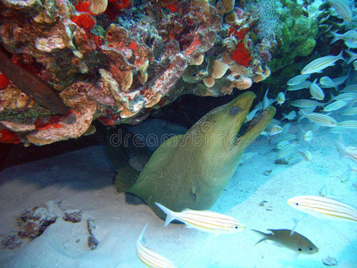 青海鳗图片