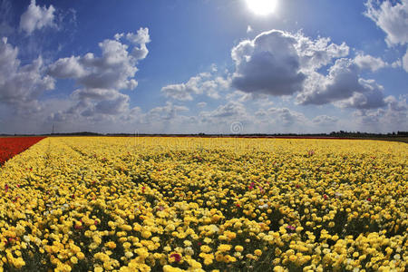 太阳春日