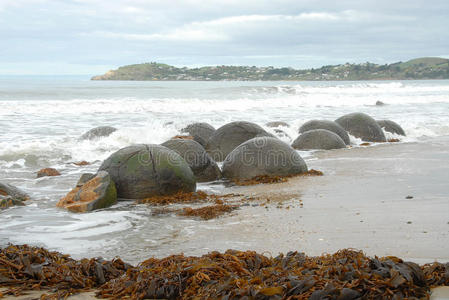 新西兰奥塔戈moeraki boulders and kelp