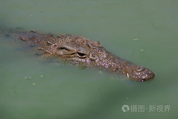 尼罗河鳄