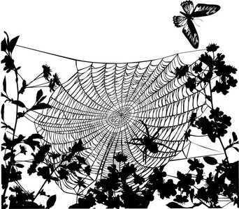 花中蜘蛛插图