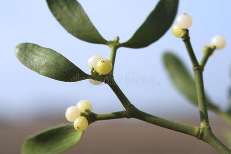 槲寄生植物特写图片