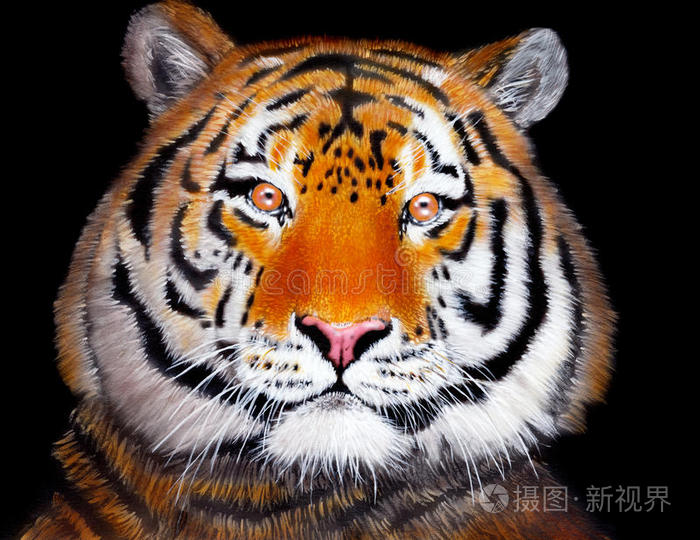 老虎爪印标志白虎画像猛撞手绘小狗大象和老鼠画肖像花斑猫素描心烦意