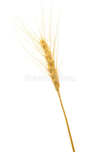 熟小麦