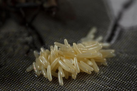 蝈蝈卵图片-蝈蝈卵素材-蝈蝈卵插画-摄图新视界