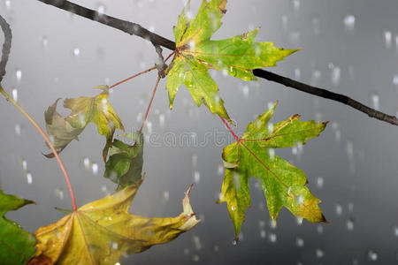 秋雨下的树枝