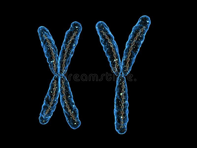Xy染色体图片 Xy染色体素材 Xy染色体插画 摄图新视界 Xy染色体图片 Xy染色体素材 Xy染色体插画 摄图新视界
