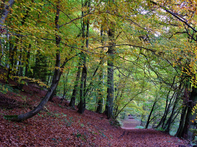 秋天的森林和小径