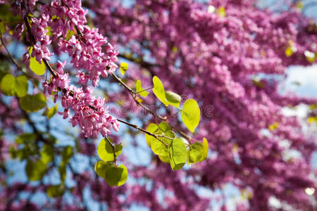 紫丁香树春天