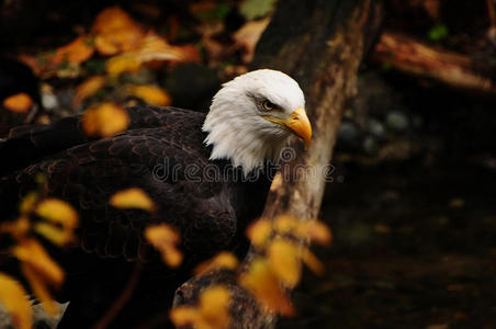秋天的美国鹰