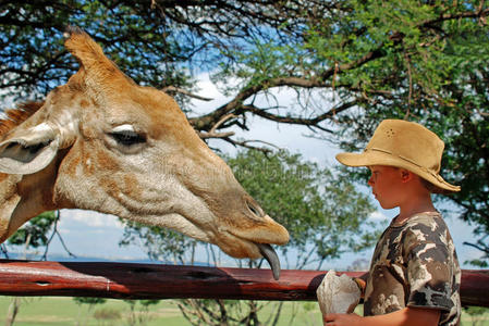 喂长颈鹿的孩子照片