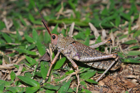 有毒的马利筋蝗虫,南非照片