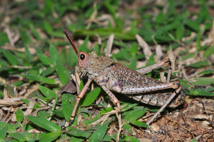 有毒的马利筋蝗虫南非