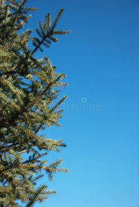 冷杉树枝和蓝天背景