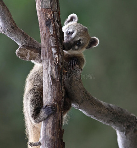 可爱的白鼻子coati