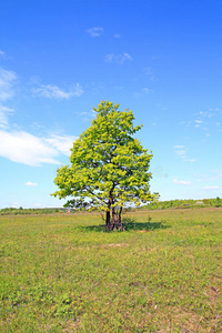 田野上的橡树