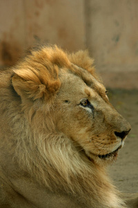 亚洲狮子
