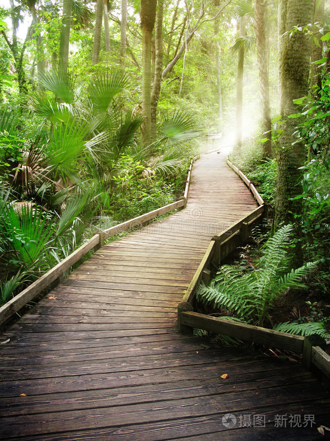 森林小路照片-正版商用图片0iw6ni-摄图新视界