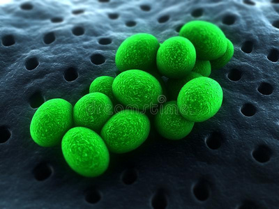 葡萄球菌图片
