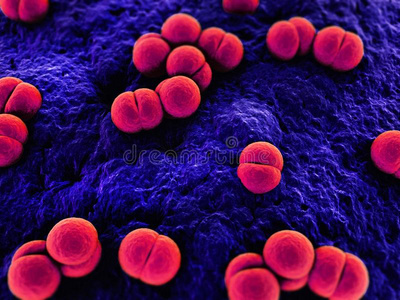 藤黄微球菌图片