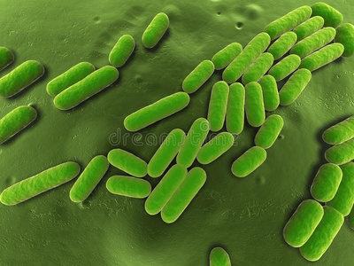 枯草芽孢杆菌图片