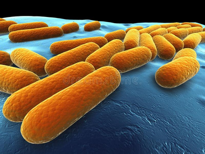 枯草芽孢杆菌照片