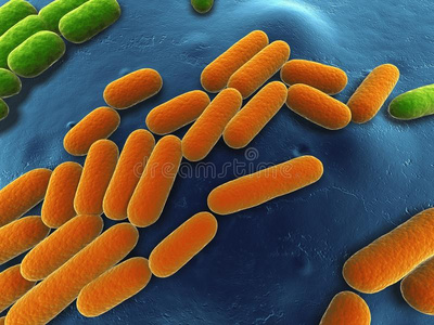 枯草芽孢杆菌枯草芽孢杆菌肠道菌群美容师做肉毒杆菌注射的病人仕女画