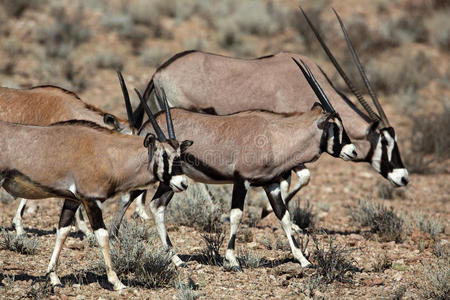 卡拉哈里沙漠宝石羚羊科照片