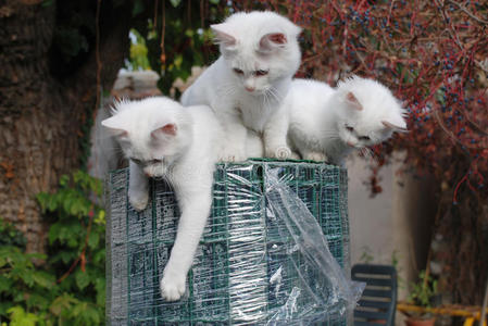 三只小猫在花园围栏上