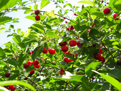 樱桃树果园图片