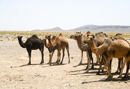 摩洛哥撒哈拉沙漠的骆驼