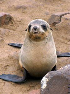 卖萌小海豹图片