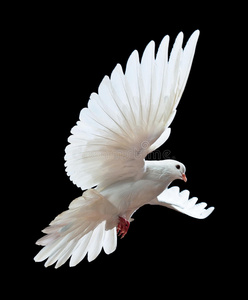一只自由飞翔的白鸽被隔离在一只黑色的鸽子上