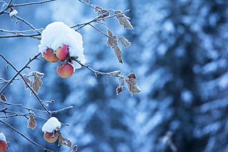 树上的苹果和雪