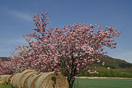 日本人 降低 农业 威斯特伐利亚 樱桃 四月 风景 领域