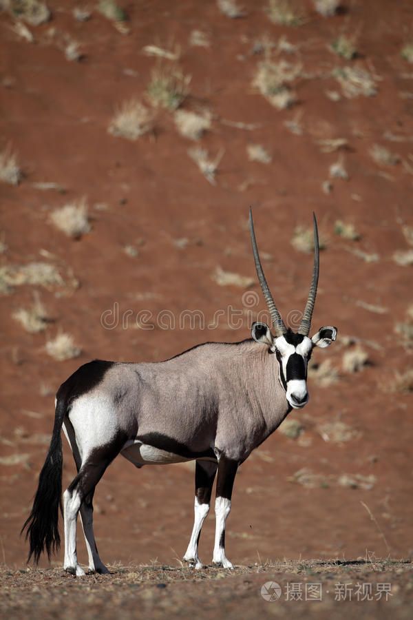 纳米布沙漠红沙丘中的羚羊