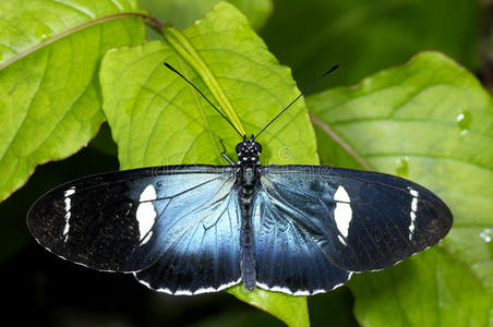 天牛科,宝藏奶殖民地,印度绿色蝗虫的长触角指已提到的人捕蝇器