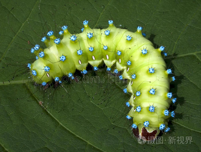 大孔雀蝶毛虫的图片图片