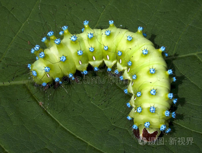 上的毛虫大孔雀蛾毛虫绿色果树树上分离的蝴蝶幼虫大孔雀蛾绿果夜蛾
