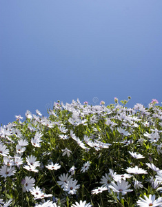 雏菊与天空