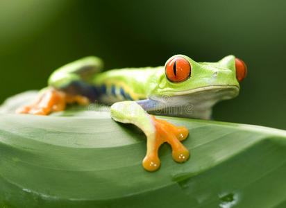 哥斯达黎加，好奇的红眼绿树蛙