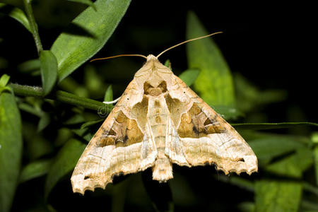 angleshades角帘/金丝虫照片