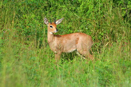 steenbok，kalahari，博茨瓦纳