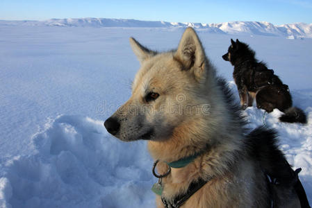 东格陵兰北极熊猎人雪橇狗