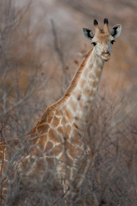 非洲南部长颈鹿的肖像。