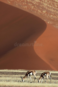 红沙漠沙丘前的跳羚