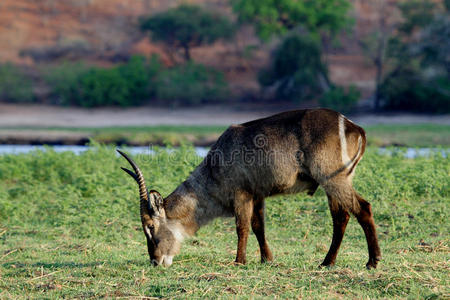 下午吃下午吃点心的沃特巴克照片