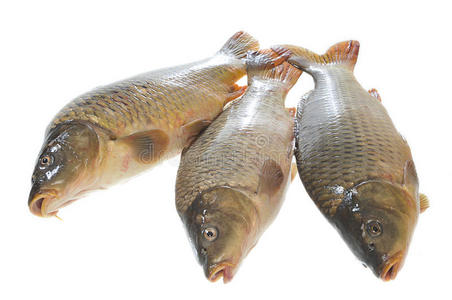 三条白底鲤鱼照片