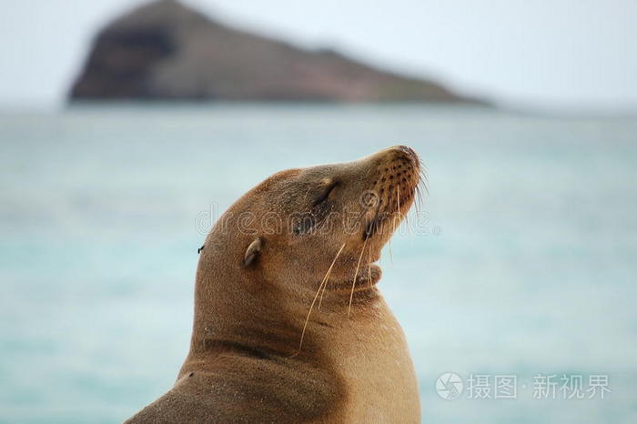 海狮，加拉帕戈斯。