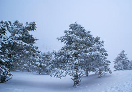 暴风雪图片